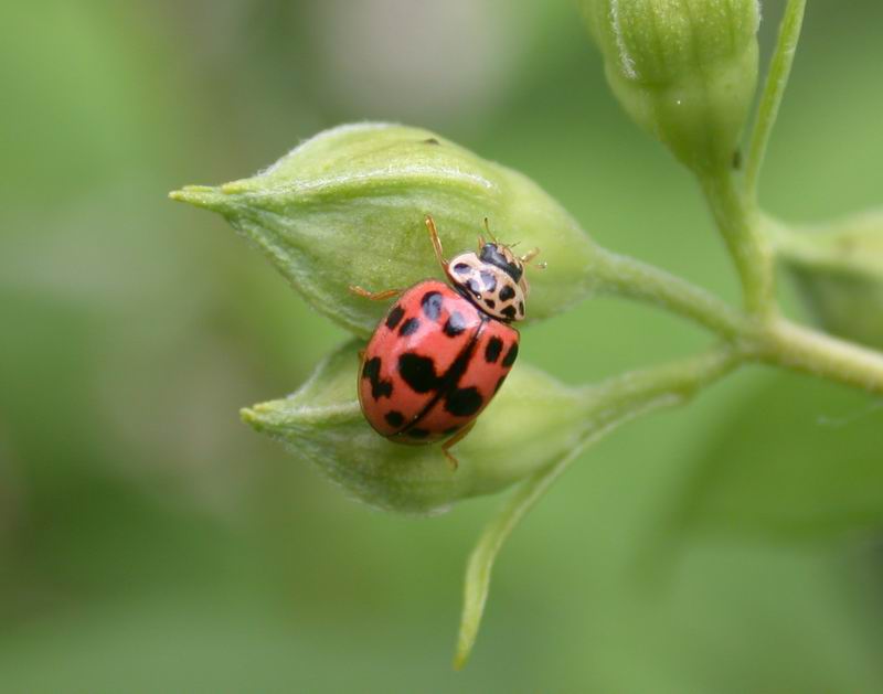 Oenopia (=Synharmonia) conglobata, Coccinellidae